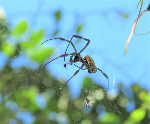 Spider Spiderweb Web Cobweb Insect Arachnid
