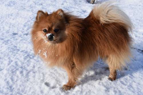 Spitz Dog Winter Snow Animals Cute Fur Breed