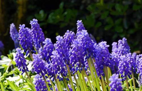 Spring Hyacinth Garden Home Garden Nature Flower