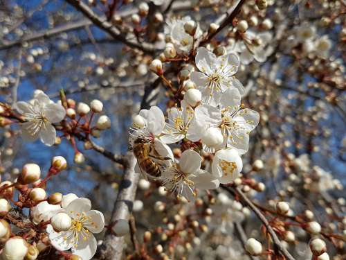 Spring Bee Blossom Bloom Vistula