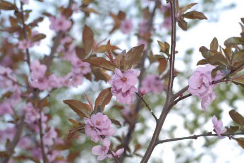 Spring Flowers Pink Blossom Plant Botanical