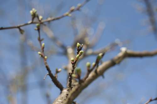 Spring Tree Branch Blossom Blooms Garden Nature