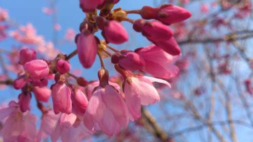 Spring Cherry Blossoms Pink Cherry Blossom Viewing