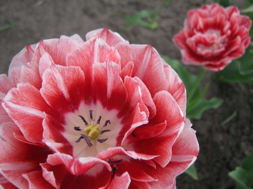 Spring Pink Flowers Nature Garden Tulip