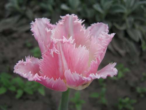 Spring Pink Flowers Tulip Bloom Garden Nature