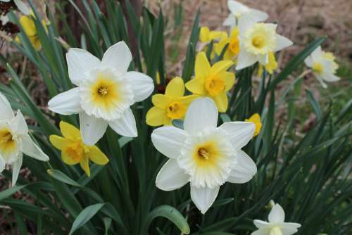 Spring Flower Daffodil Bloom Plant Bright