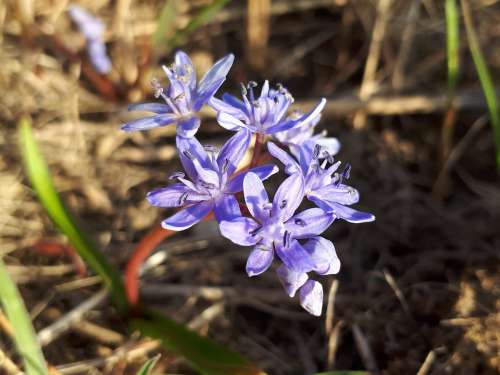 Spring Flower Harbinger Of Spring Bank Of The Danube
