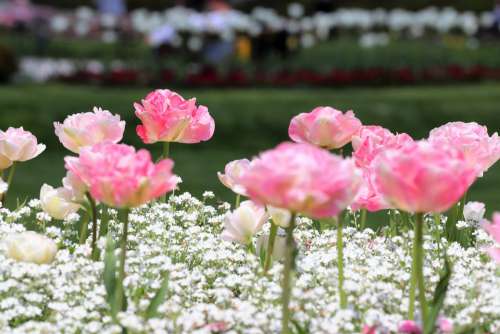 Spring Pink Tulips White Aubrieta Blossom Blooming