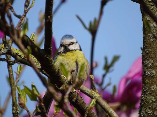 Spring Bird Tit Animal Nature Birds Small