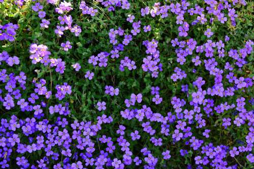 Spring Stone Garden Violet Ground Cover