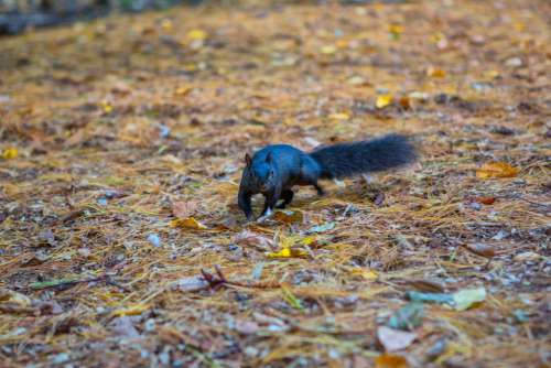 Squirrel Black Animal Nature Cute Rodent Mammal