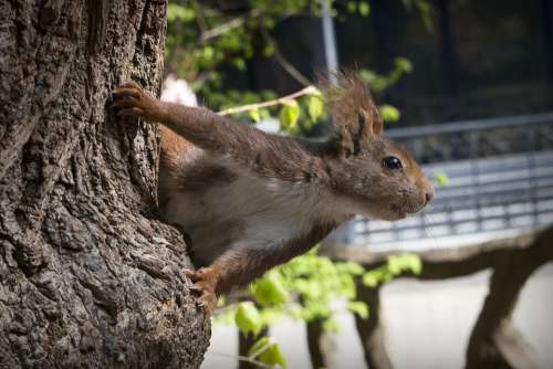 Squirrel Fauna Nature Animals Wild