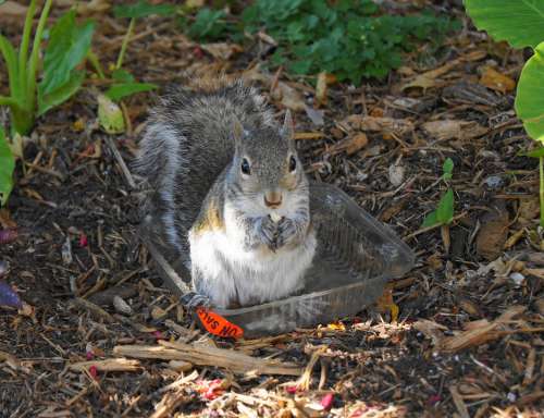 Squirrel Garden Cute Eating Summer Sweet