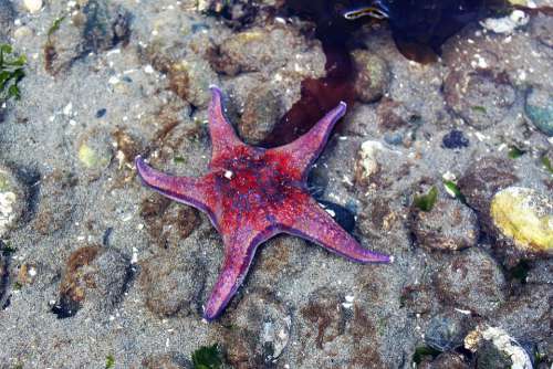 Starfish Red Sea Beach Nature Water Ocean Marine