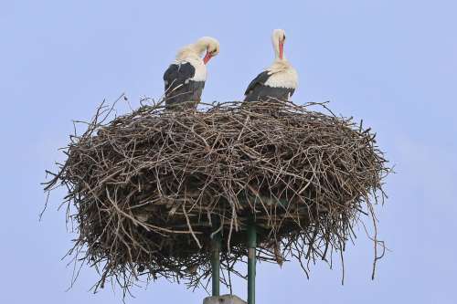 Stork Bird Nest Freshman A Couple Of