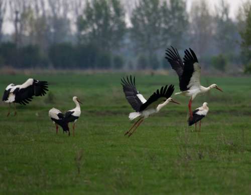 Stork Stol Birds Plain Spring Two White