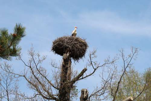 Stork Stork'S Nest Tree Nature Zoopark Chomutov