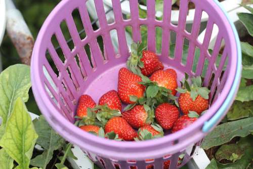 Strawberry Basket Red Food Fruit Strawberries
