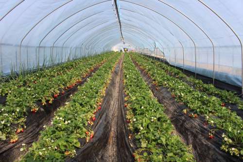 Strawberry Farm Agriculture Organic