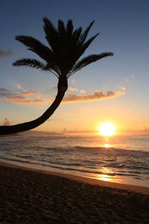 Sunset Sunsetbeach Palm Hawaii Landscape Sky