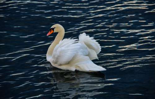 Swan Lake Bird Plumage White