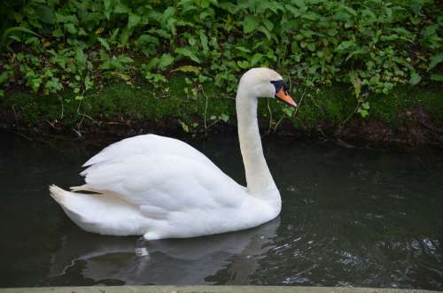 Swan Bird Water White Wildlife Nature