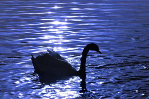 Swan Water Silhouette Animal World Lake Bird
