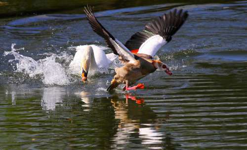 Swan Goose Hunting Kept Animals Nature Birds
