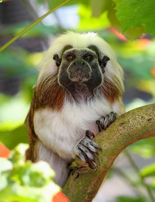 Tamarín Pinčí Monkey Lisztova Marmoset Primate