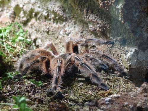 Tarantula Spider Creepy Phobia Hairy Dangerous