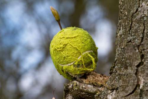 Tennis-Ball Branch Tennis Ball Play Outdoor Tree