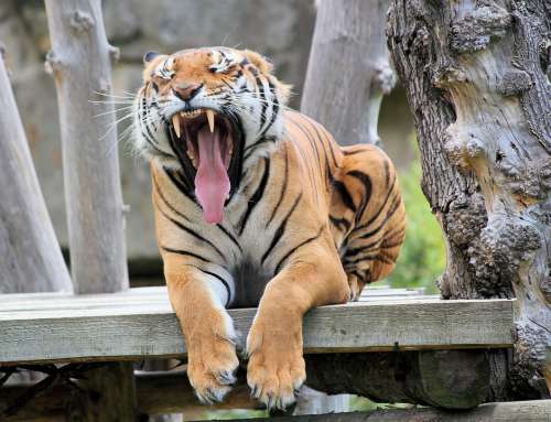 Tiger Beast Feline Carnivore Mammal Animal Rest