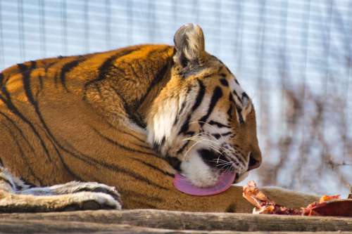 Tiger Big Cat Dangerous Carnivores Zoo