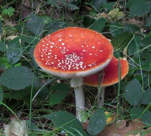 Toadstool Fly Agaric Mushroom Red Forest Nature
