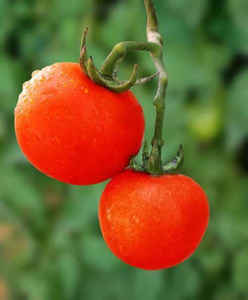Tomato Veggies Health Plant Fruits Tomatoes