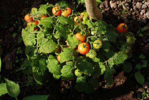 Tomato Garden Tomatoes Food Vegetables Red Green
