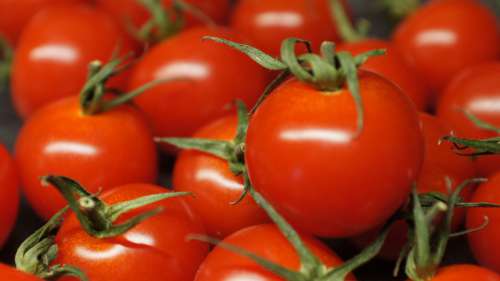 Tomatoes Vegetables Red Food Healthy Fresh Eat