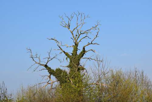 Tree Dead Tree Tree Hugging Of Ivies Blue Sky