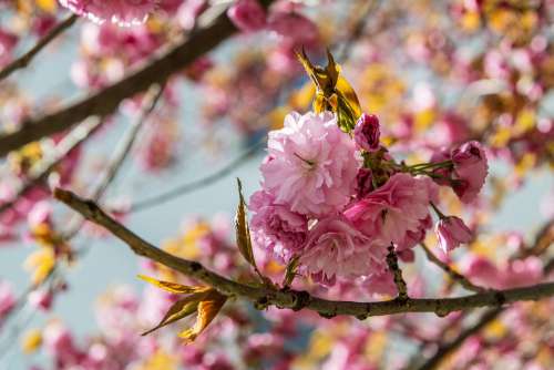 Tree Pink Cherry Spring Flower Branch Colors
