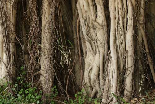 Tree Roots Nature Trunk Growing Outdoor Mystical