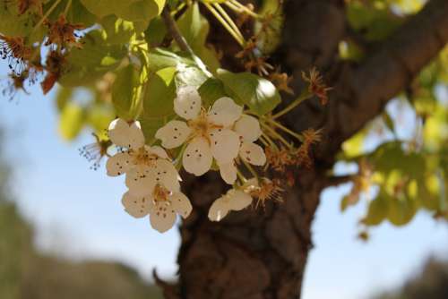 Tree Flower White Agriculture Shadow Nature Plant
