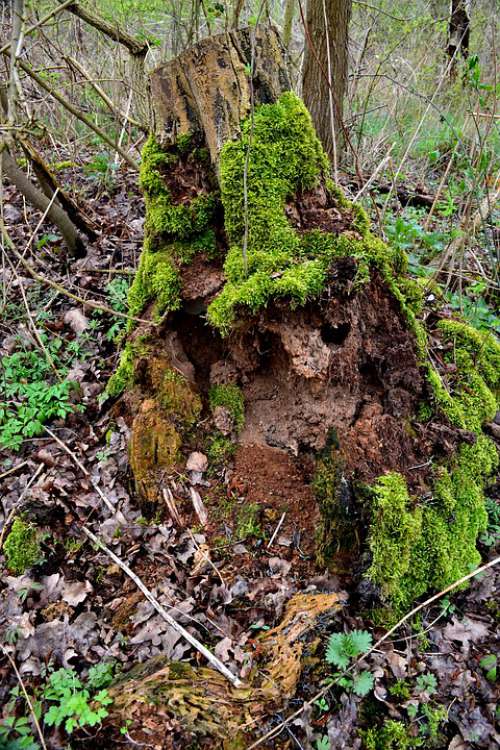 Tree Forest Moss Green Nature Wood Forests