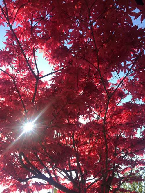 Tree Red Nature Autumn Leaves Color Shiny Light