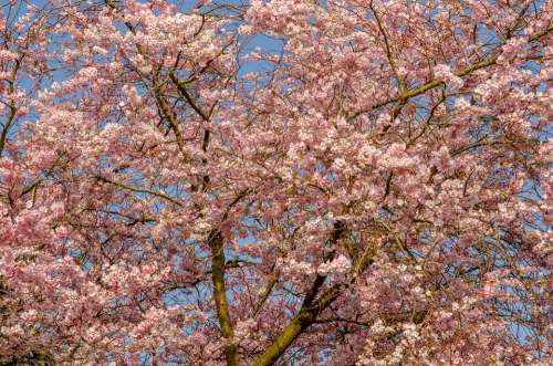 Tree Flower Spring Cherry Japanese Pink Nature