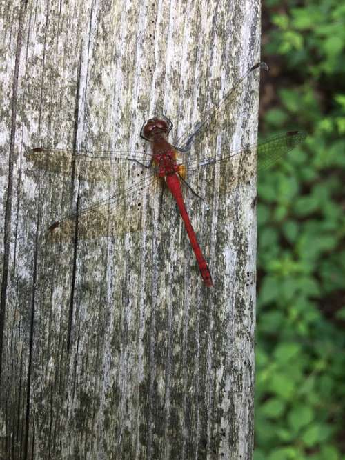 Tree Trunk Firefly Nature Wood Outdoor Bark