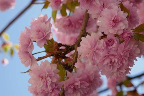 Tree Trees Flowers Pink Spring Season