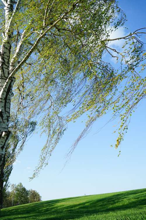 Tree Willow Nature Plant The Environment Biology