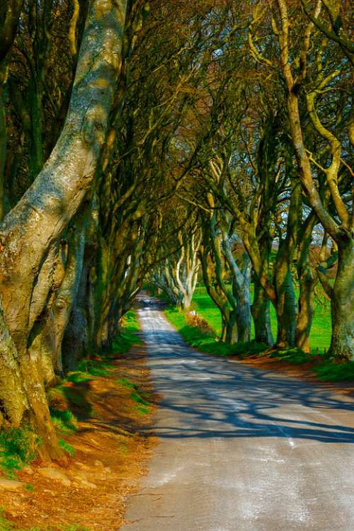 Trees Dark Hedges Ireland Road Mysterious Pathway