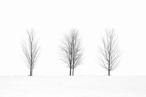 Trees Black White Spooky Trees Winter Snow