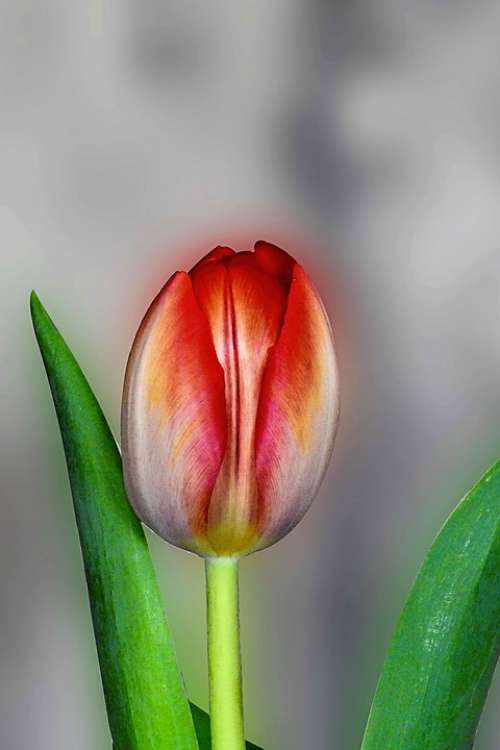 Tulip Flower Blossom Bloom Red White Spring